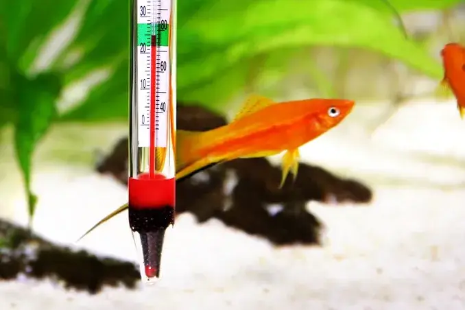 آیا اگر آب خیلی گرم باشد ماهی می‌میرد؟