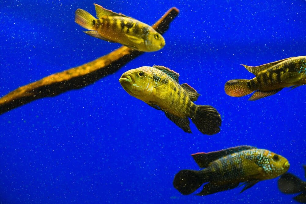 ماهی های تهاجمی در آکواریوم