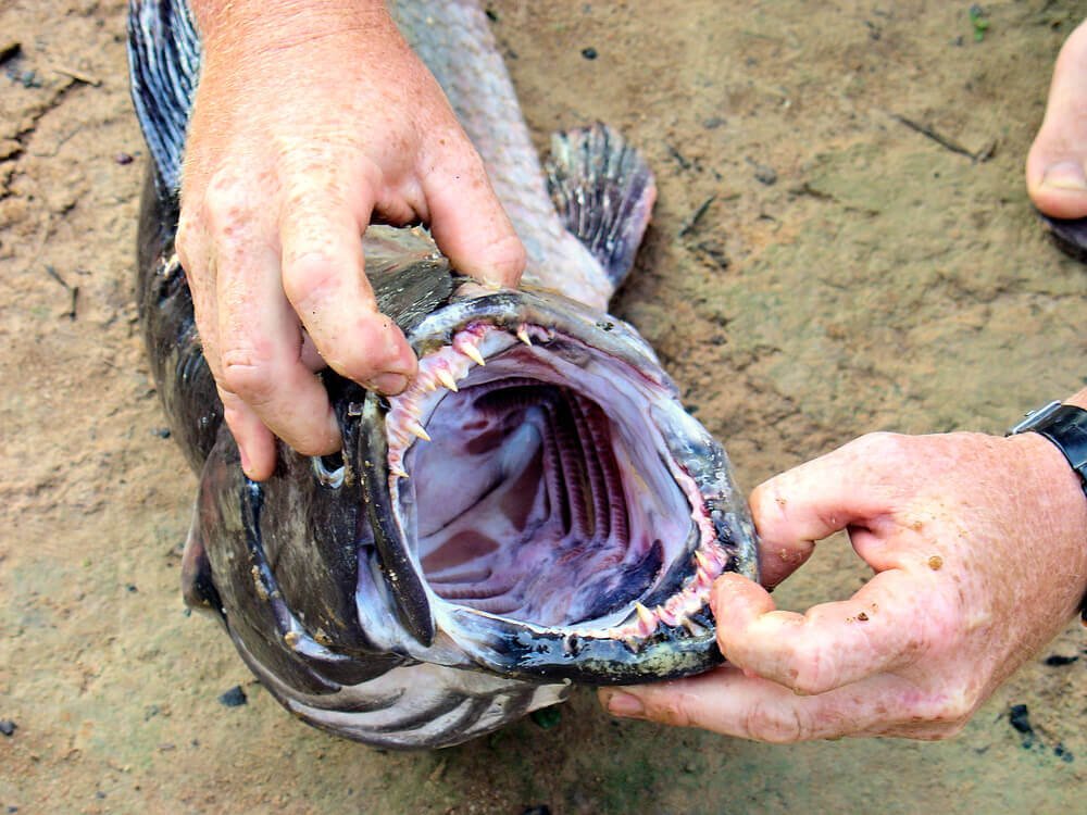 ماهی های تهاجمی در آکواریوم